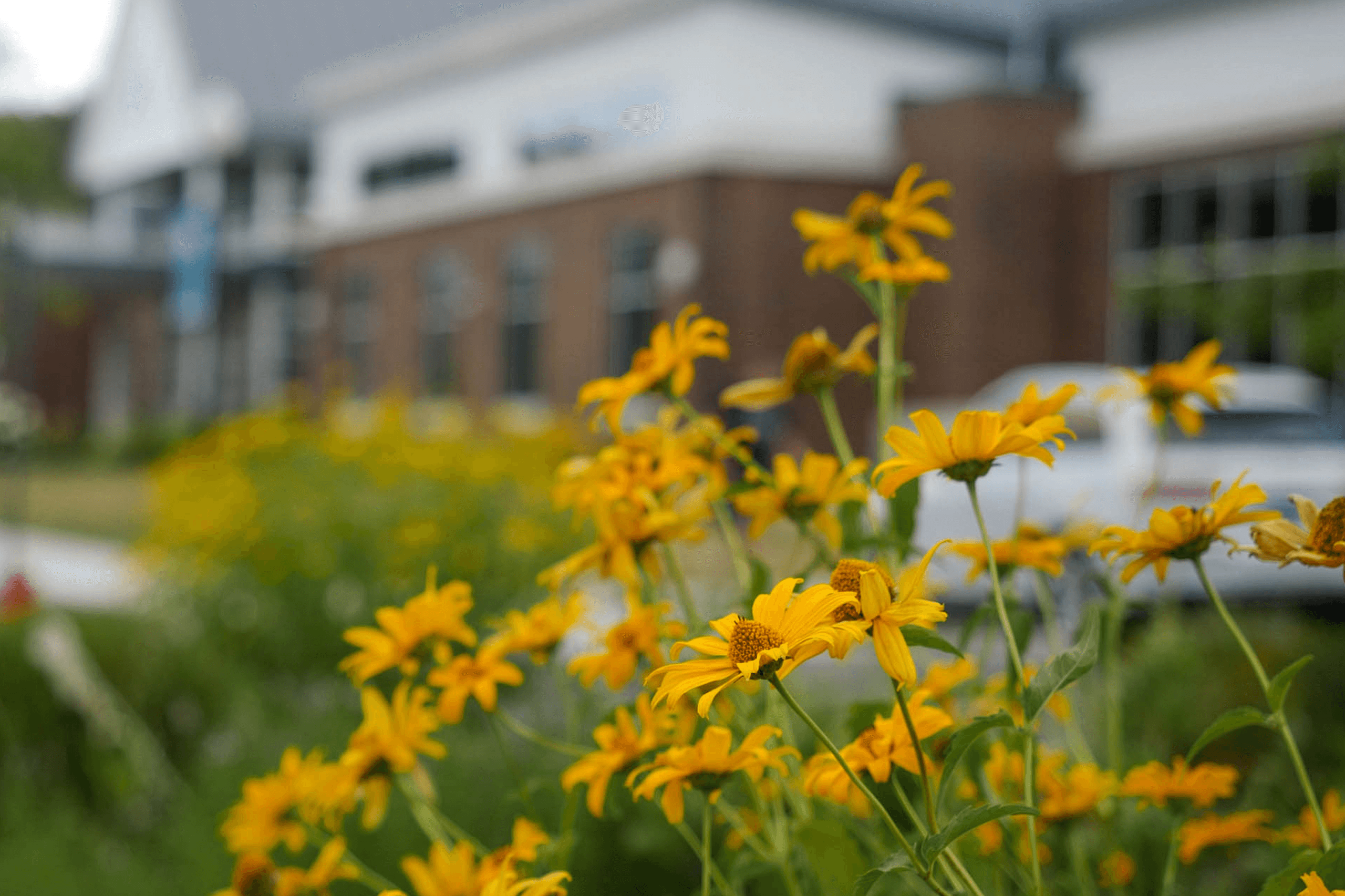 yellow-flowers-portrait-shot-edmund-town-hall-newtown-ct