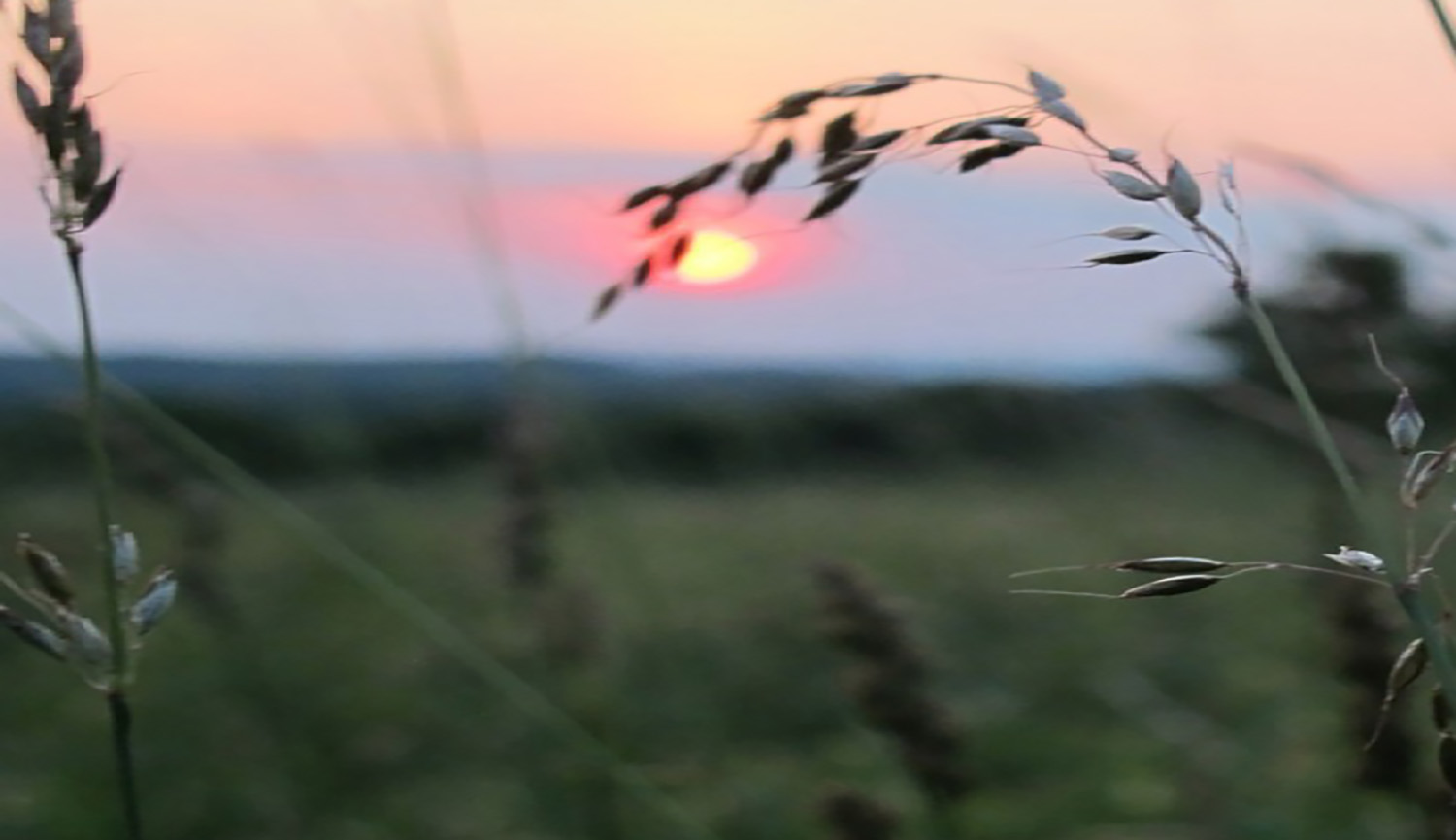 Holcombe-Hill-close-up-grass-at-sunrise-newtown-ct