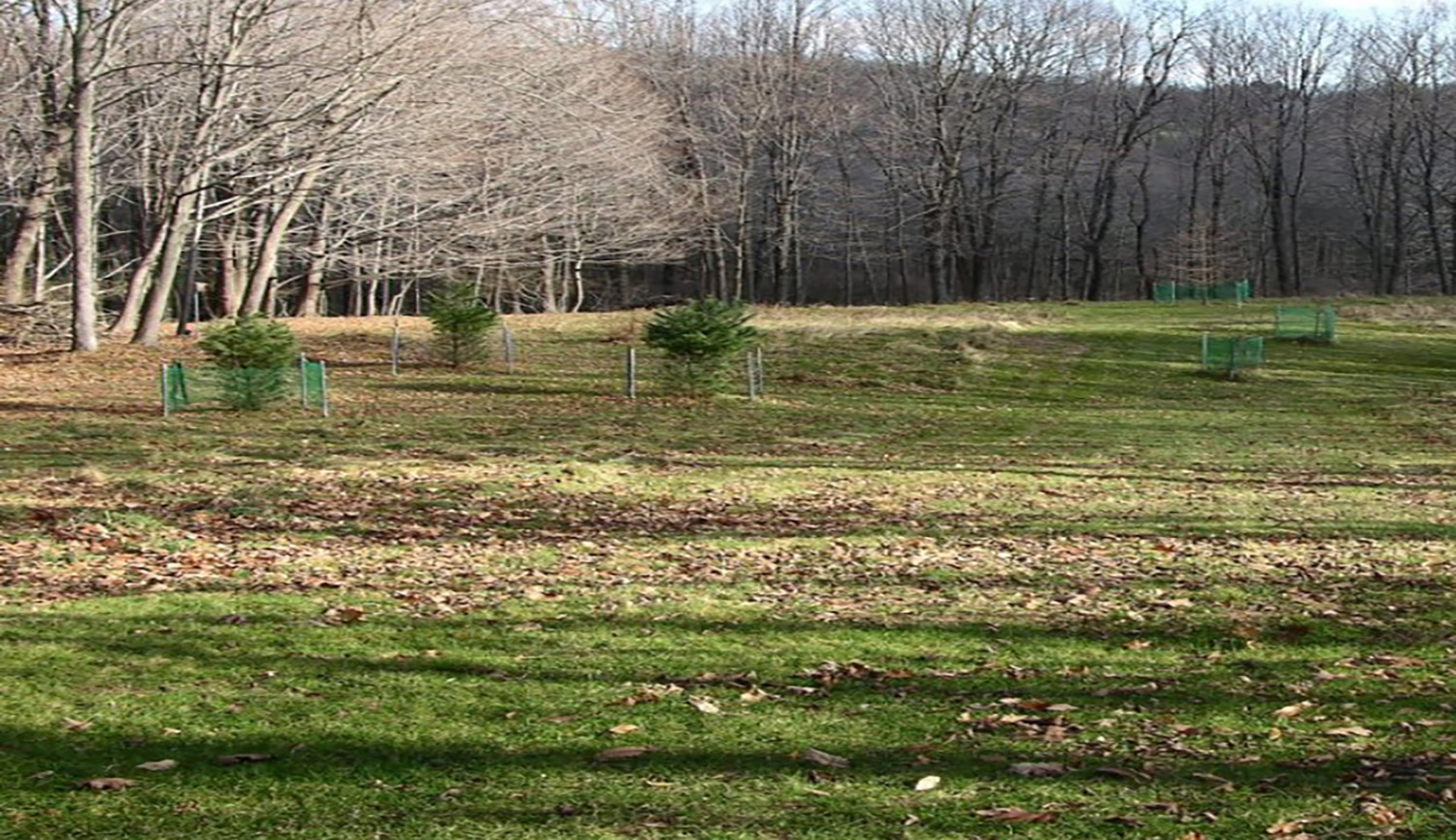 Holcombe-Preserve-Memorial-trail-field-newtown-ct